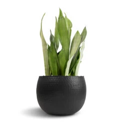 Sansevieria Trifasciata Moonshine - Snake Plant 35 Sansevieria Trifasciata Moonshine - Snake Plant -Indoor Plant Store Sansevieria trifasciata Moonshine Snake Plant 21x70cm Hammered Bowl Black with Copper 30x20cm 1 76c68d4a fb3f 4781 8ce6 fb581591e0ea