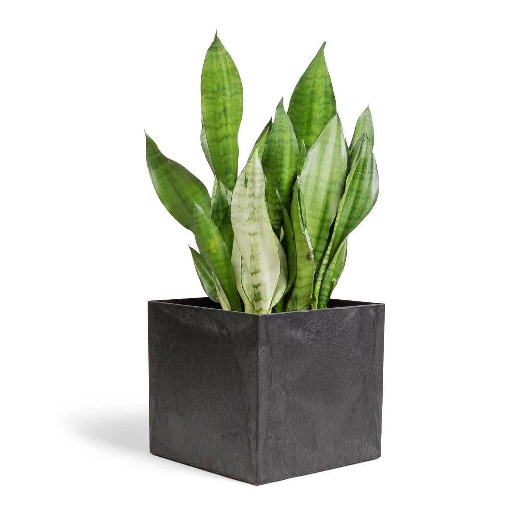 Sansevieria Trifasciata Moonshine - Snake Plant 18 Sansevieria Trifasciata Moonshine - Snake Plant - Image 18