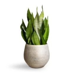 Sansevieria Trifasciata Moonshine - Snake Plant 33 Sansevieria Trifasciata Moonshine - Snake Plant -Indoor Plant Store Sansevieria trifasciata Moonshine Snake Plant 21x70cm Noor Plant Pot Metallic Grey 27x25cm 2 4c19579b eb5c 421b ae78 cc1e846d0c1f