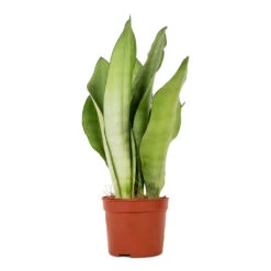 Sansevieria Trifasciata Moonshine - Snake Plant 22 Sansevieria Trifasciata Moonshine - Snake Plant -Indoor Plant Store Sansevieria trifasciata Moonshine Snake Plant 9x25cm