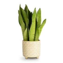 Sansevieria Trifasciata Moonshine - Snake Plant 28 Sansevieria Trifasciata Moonshine - Snake Plant -Indoor Plant Store Sansevieria trifasciata Moonshine Snake Plant 9x25cm Bilbao Plant Pot Pale Jade 10.5x10cm 559c7640 565e 43e0 bb3e 1498d046aa6e