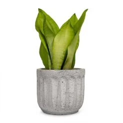 Sansevieria Trifasciata Moonshine - Snake Plant 32 Sansevieria Trifasciata Moonshine - Snake Plant -Indoor Plant Store Sansevieria trifasciata Moonshine Snake Plant 9x25cm Plant Pot Duncan Cement 14x13cm a14413be 4894 4f84 b91b f4bef59535e8