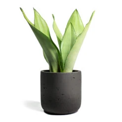 Sansevieria Trifasciata Moonshine - Snake Plant 23 Sansevieria Trifasciata Moonshine - Snake Plant -Indoor Plant Store Sansevieria trifasciata Moonshine Snake Plant Charlie Plant Pot Black Washed