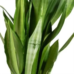 Sansevieria Trifasciata Moonshine - Snake Plant 34 Sansevieria Trifasciata Moonshine - Snake Plant -Indoor Plant Store Sansevieria trifasciata Moonshine Snake Plant Stems