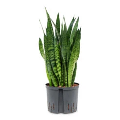 Sansevieria Zeylanica - HydroCare -Indoor Plant Store Sansevieria zeylanica HydroCare 25 19x70cm