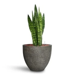 Sansevieria Zeylanica - HydroCare -Indoor Plant Store Sansevieria zeylanica HydroCare Cement Stone Cody Plant Pot Granite Grey