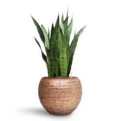 Opus Hammered Globe Planter - Gold 33 Opus Hammered Globe Planter - Gold -Indoor Plant Store Sansevieria zeylanica HydroCare Opus Hammered Globe Planter Gold dfa84456 bac5 45dd 8e9c cff902644f84