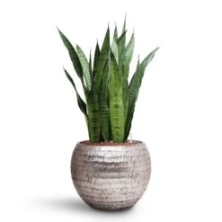 Sansevieria Zeylanica - HydroCare -Indoor Plant Store Sansevieria zeylanica HydroCare Opus Hammered Globe Planter Silver