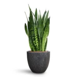 Sansevieria Zeylanica - HydroCare -Indoor Plant Store Sansevieria zeylanica HydroCare Raindrop Couple Planter Anthracite 98f636ba 6a10 4538 9f20 be855672ca02