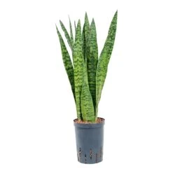 Sansevieria Zeylanica - HydroCare -Indoor Plant Store Sansevieria zeylanica Hydroculture 15 19x60cm