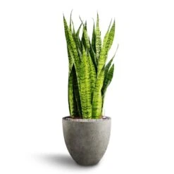 Grigio Egg Pot Planter - Natural Concrete -Indoor Plant Store Sansevieria zeylanica Hydroculture Grigio Egg Pot Planter Natural Concrete 2ccd35f3 123f 42f5 ab86 f43d01f961be