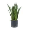 Sansevieria Zeylanica - HydroCare
