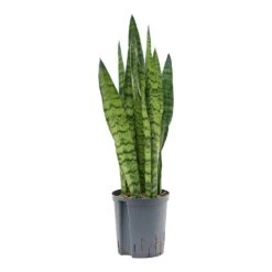 Sansevieria Zeylanica - HydroCare -Indoor Plant Store Sansevieria zeylanica Hydroculture Indoor Plant Small