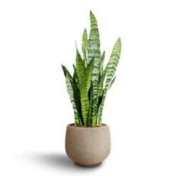 Sansevieria Zeylanica - HydroCare -Indoor Plant Store Sansevieria zeylanica Hydroculture Mini Pixie Plant Pot Grey Washed