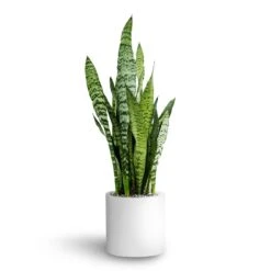 Sansevieria Zeylanica - HydroCare -Indoor Plant Store Sansevieria zeylanica Hydroculture Puk Planter Matt White