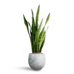 Sansevieria Zeylanica - HydroCare -Indoor Plant Store Sansevieria zeylanica Hydroculture Ryan Plant Pot White Black