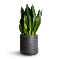Angle Cylinder Plant Pot - Anthracite -Indoor Plant Store Sansevieria zeylanica Silver Flame Snake Plant 21x60cm Angle Cylinder Plant Pot Anthracite 24x24cm 06cf4dcc f26c 473b b95c edff0e78ae3c