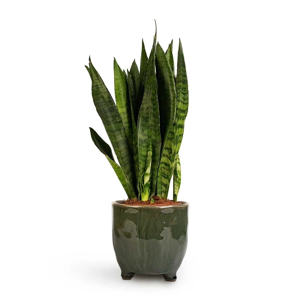 Sansevieria Zeylanica - Snake Plant 12 Sansevieria Zeylanica - Snake Plant - Image 12