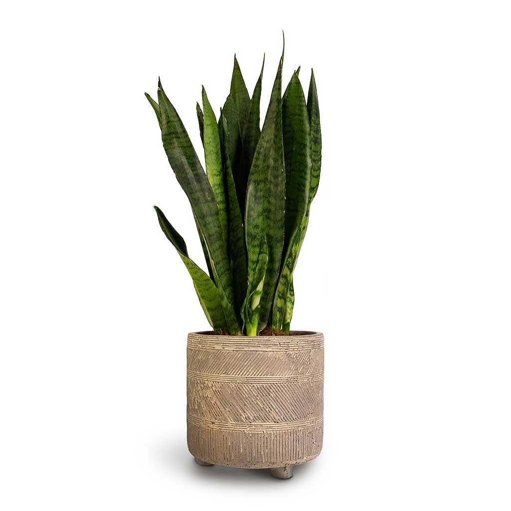 Sansevieria Zeylanica - Snake Plant 14 Sansevieria Zeylanica - Snake Plant - Image 14