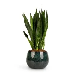 Sansevieria Zeylanica - Snake Plant 36 Sansevieria Zeylanica - Snake Plant -Indoor Plant Store Sansevieria zeylanica Snake Plant 14x50cm Odile Plant Pot Petrol 19x14cm 2c0af5d4 814e 4303 8f95 25848897fd75