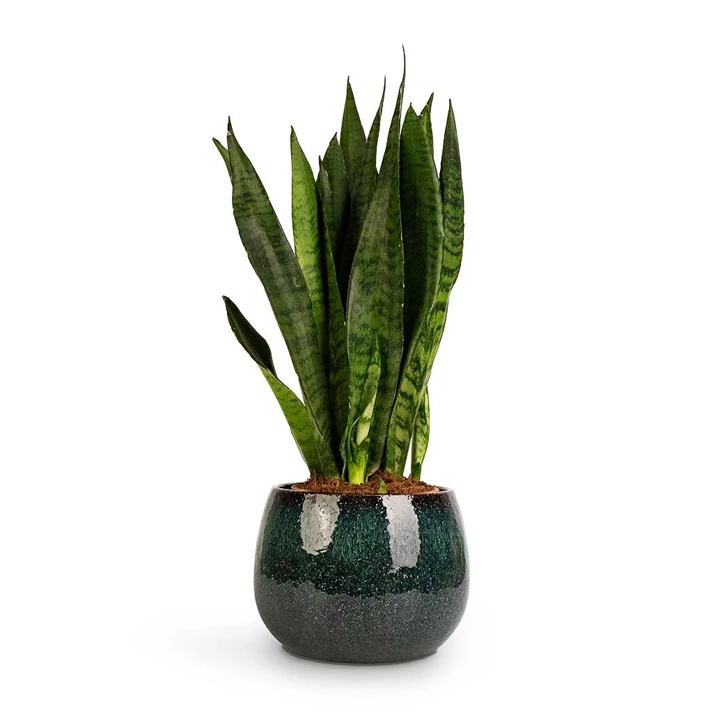 Sansevieria Zeylanica - Snake Plant 17 Sansevieria Zeylanica - Snake Plant - Image 17