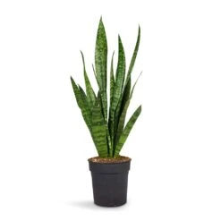 Sansevieria Zeylanica - Snake Plant 28 Sansevieria Zeylanica - Snake Plant -Indoor Plant Store Sansevieria zeylanica Snake Plant 15x50cm