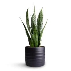 Hadleigh Plant Pot - Charcoal 17 Hadleigh Plant Pot - Charcoal -Indoor Plant Store Sansevieria zeylanica Snake Plant 15x50cm Hadleigh Plant Pot Charcoal 17x15cm 3f01eb7a 9882 4a26 9f35 11cdbd618a8f
