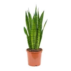 Sansevieria Zeylanica - Snake Plant 30 Sansevieria Zeylanica - Snake Plant -Indoor Plant Store Sansevieria zeylanica Snake Plant 17x50cm
