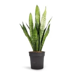 Sansevieria Zeylanica - Snake Plant 26 Sansevieria Zeylanica - Snake Plant -Indoor Plant Store Sansevieria zeylanica Snake Plant 17x60cm