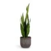 Sansevieria Zeylanica - Snake Plant