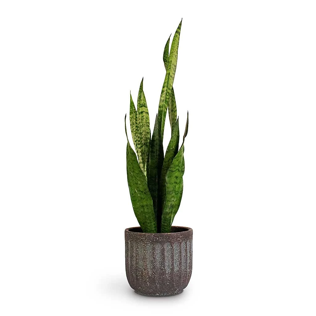 Sansevieria Zeylanica - Snake Plant 1 Sansevieria Zeylanica - Snake Plant