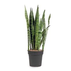 Sansevieria Zeylanica - Snake Plant 39 Sansevieria Zeylanica - Snake Plant -Indoor Plant Store Sansevieria zeylanica Snake Plant 21x100cm
