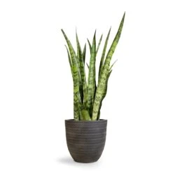 Angle Couple Plant Pot - Anthracite 7 Angle Couple Plant Pot - Anthracite -Indoor Plant Store Sansevieria zeylanica Snake Plant 21x70cm Angle Couple Plant Pot Anthracite 30x28cm 2