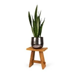 Sansevieria Zeylanica - Snake Plant 32 Sansevieria Zeylanica - Snake Plant -Indoor Plant Store Sansevieria zeylanica Snake Plant 21x70cm Jenna Metal Plant Pots Set of 3 Lead dba41d2b 6f44 4b3b 9d30 00b6d5774747
