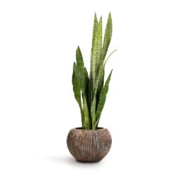 Sansevieria Zeylanica - Snake Plant 24 Sansevieria Zeylanica - Snake Plant -Indoor Plant Store Sansevieria zeylanica Snake Plant 21x70cm Luxe Lite Waterfall Globe Planter Bronze 33x24cm d74c92a0 6312 4cf9 b47a 2cf07eeec6fd