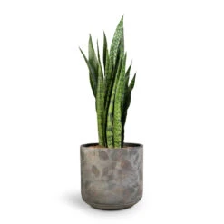 Sansevieria Zeylanica - Snake Plant 34 Sansevieria Zeylanica - Snake Plant -Indoor Plant Store Sansevieria zeylanica Snake Plant 21x70cm Saar Plant Pot Earth Cement 26x25cm