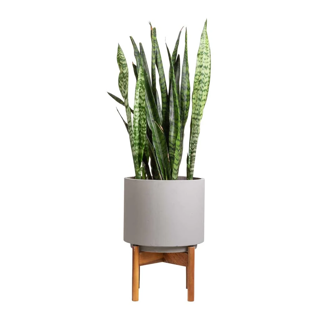 Vigo Plant Pot With Wooden Stand - Concrete Grey 9 Vigo Plant Pot With Wooden Stand - Concrete Grey - Image 9