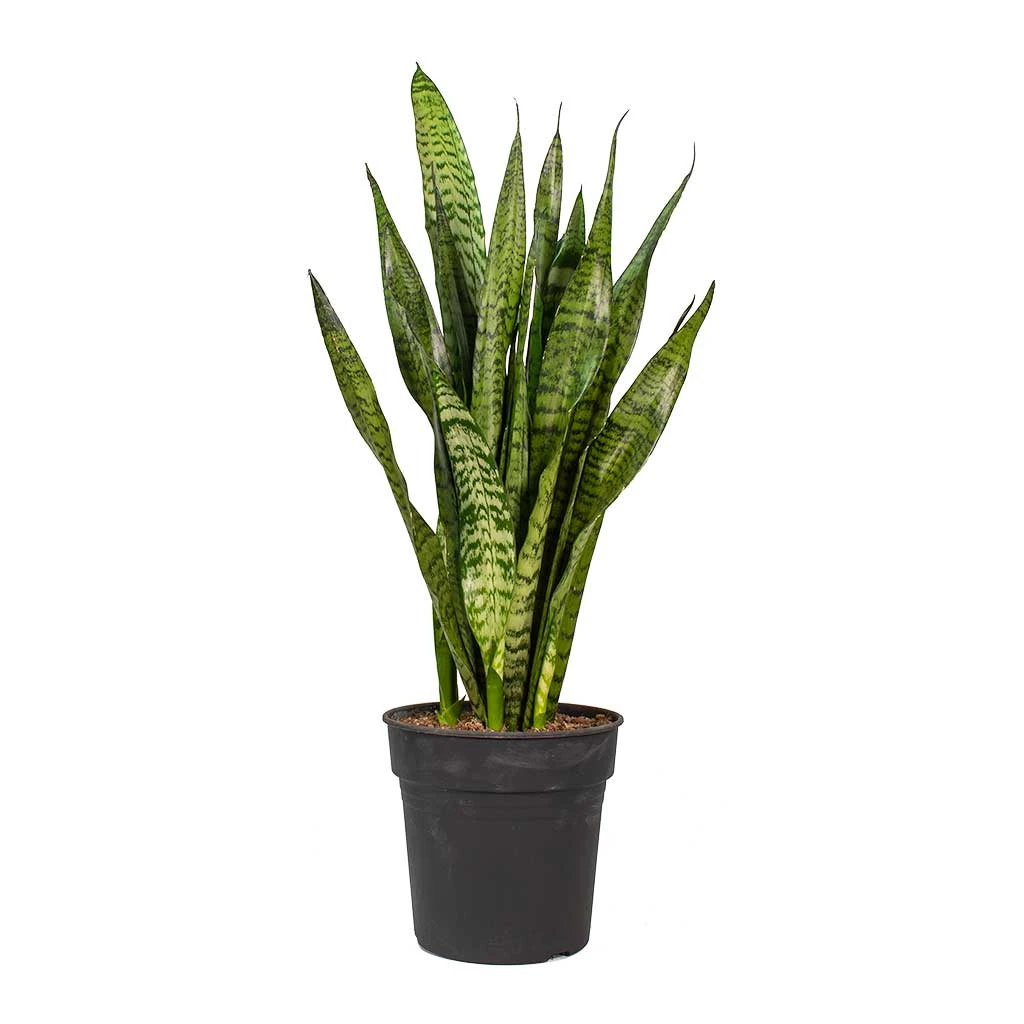 Sansevieria Zeylanica - Snake Plant 16 Sansevieria Zeylanica - Snake Plant - Image 16