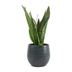 Esra Plant Pot - Graphite -Indoor Plant Store Sansevieria zeylanica Snake Plant Esra Graphite Plant Pot