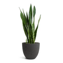 Mini Jesslyn Plant Pot - Black Washed -Indoor Plant Store Sansevieria zeylanica Snake Plant Mini Jesslyn Plant Pot Black Washed
