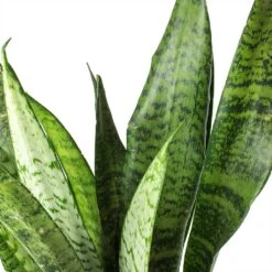Sansevieria Zeylanica - Snake Plant 22 Sansevieria Zeylanica - Snake Plant -Indoor Plant Store Sansevieria zeylanica Snake Plant Stems