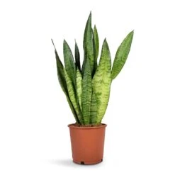 Sansevieria Zeylanica - Snake Plant 25 Sansevieria Zeylanica - Snake Plant -Indoor Plant Store Sansevieria zeylanica Snake Plant14x50cm