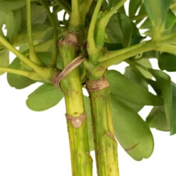 Schefflera Gold Capella - Stemmed Dwarf Umbrella Tree -Indoor Plant Store Schefflera Arboricola Dwarf Umbrella Tree 5