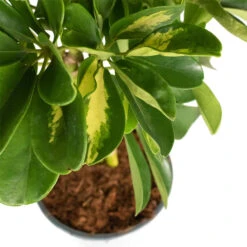 Schefflera Gold Capella - Stemmed Dwarf Umbrella Tree -Indoor Plant Store Schefflera Arboricola Dwarf Umbrella Tree 6