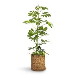 Schefflera Gold Capella - Dwarf Umbrella Tree 15 Schefflera Gold Capella - Dwarf Umbrella Tree -Indoor Plant Store Schefflera Gold Capella Dwarf Umbrella Tree 17x80cm Ido Plant Baskets Set5 Natural