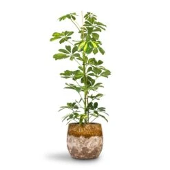 Schefflera Gold Capella - Dwarf Umbrella Tree 17 Schefflera Gold Capella - Dwarf Umbrella Tree -Indoor Plant Store Schefflera Gold Capella Dwarf Umbrella Tree 17x80cm Lindy Plant Pot Ochre 23x20cm