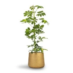 Schefflera Gold Capella - Dwarf Umbrella Tree 18 Schefflera Gold Capella - Dwarf Umbrella Tree -Indoor Plant Store Schefflera Gold Capella Dwarf Umbrella Tree 17x80cm Patt Plant Pot Metallic Gold 23x20cm