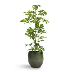 Zembla Plant Pot - Green 34 Zembla Plant Pot - Green -Indoor Plant Store Schefflera Gold Capella Dwarf Umbrella Tree 17x80cm Zembla Plant Pot Green 22x20cm 6a29a672 5c54 4ce4 ad38 001ef15e21c2