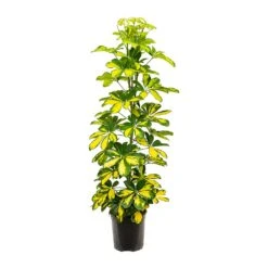 Schefflera Gold Capella - Dwarf Umbrella Tree 14 Schefflera Gold Capella - Dwarf Umbrella Tree -Indoor Plant Store Schefflera Gold Capella Dwarf Umbrella Tree 19x110cm