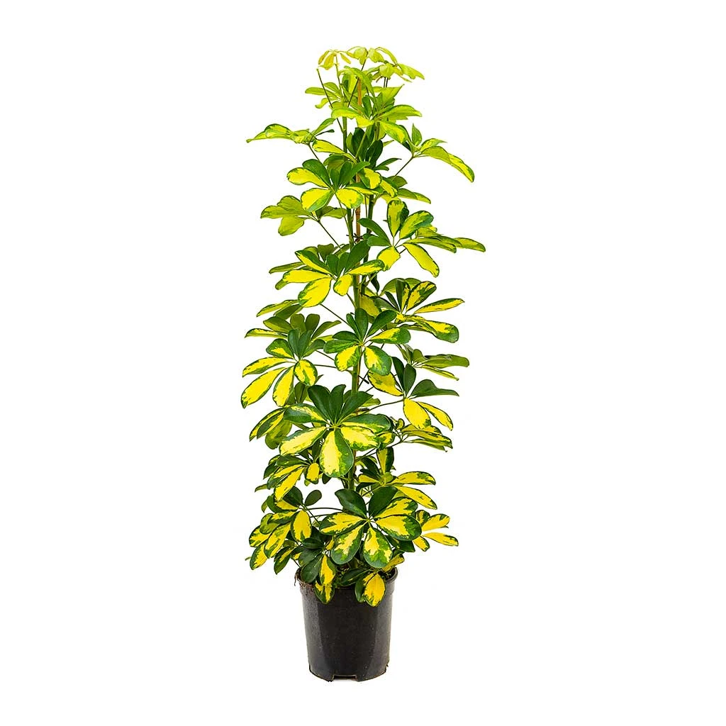 Schefflera Gold Capella - Dwarf Umbrella Tree 5 Schefflera Gold Capella - Dwarf Umbrella Tree - Image 5